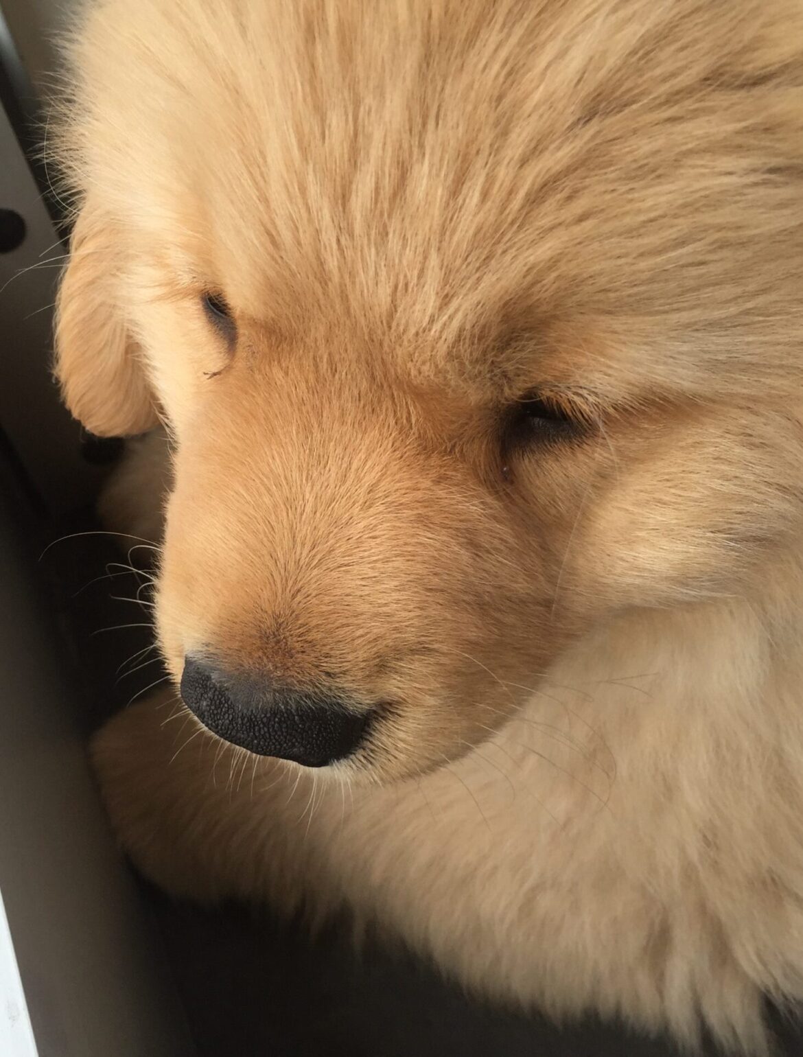 cucciolo di golden retriever americano