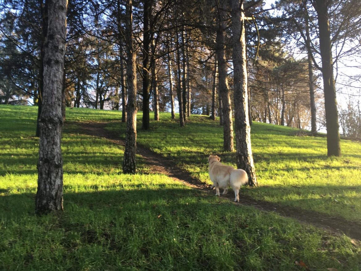 Area cani: qual è quella giusta?