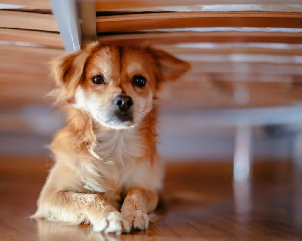 cane-nascosto-sotto-al-letto-botti-di-capodanno