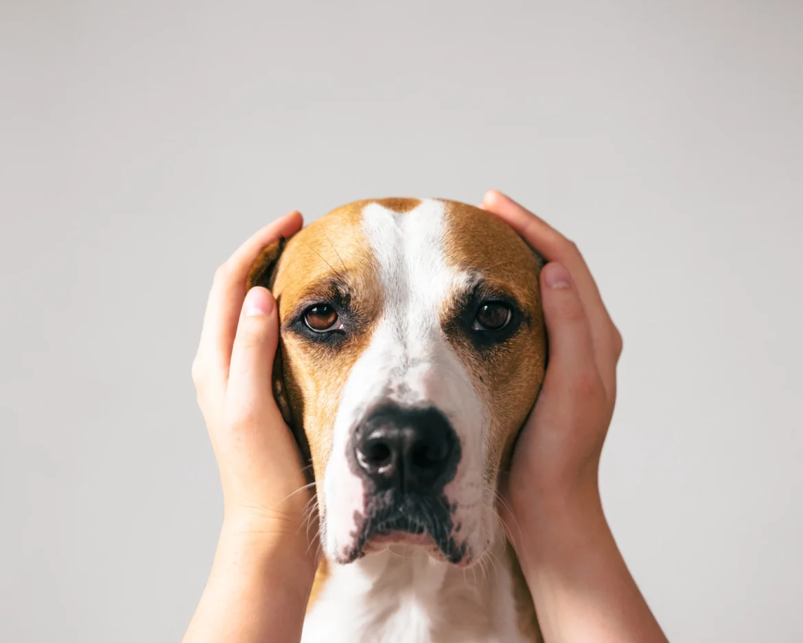 cane spaventato botti di capodanno