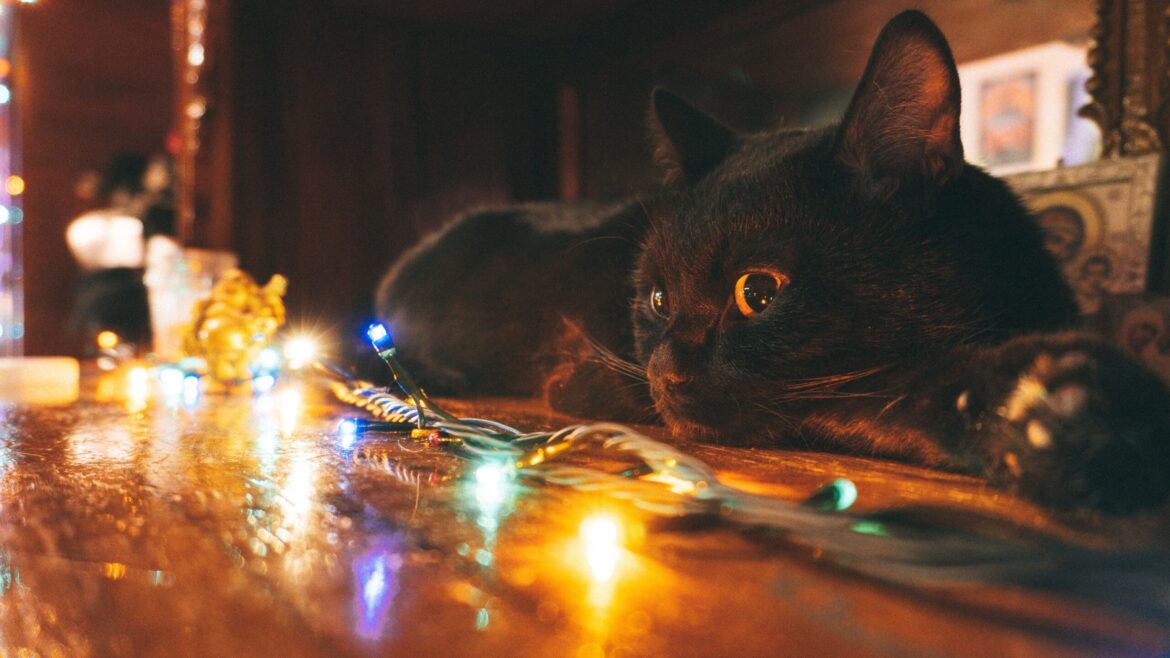 Storia e tradizioni del gatto nero della Befana