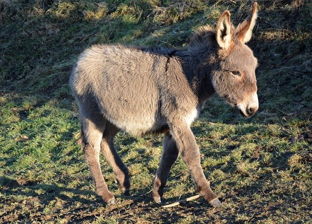 Animali domestici: quali sono quelli "particolari"?