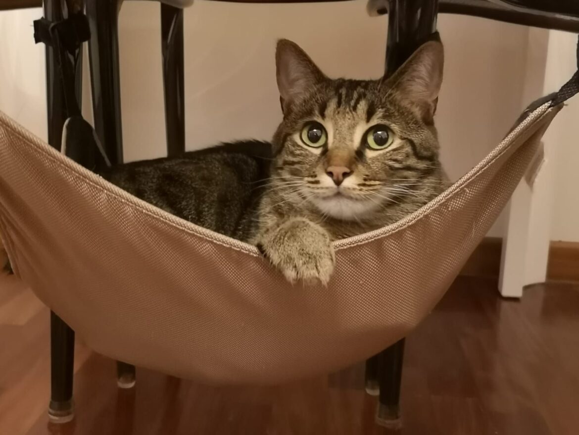 gatto europeo su un amaca beige