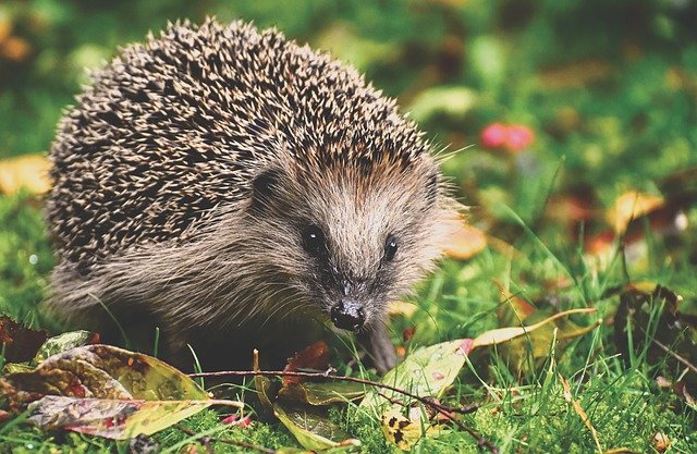 Animali domestici: quali sono quelli "particolari"?