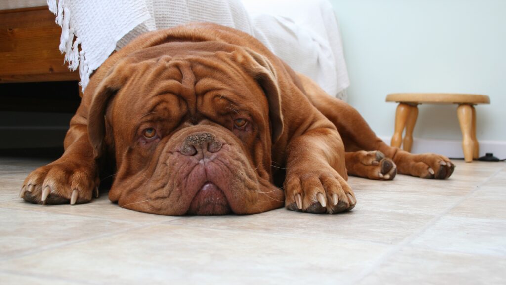 5 serie tv con cani protagonisti