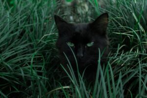 gatto nero con occhi verdi
