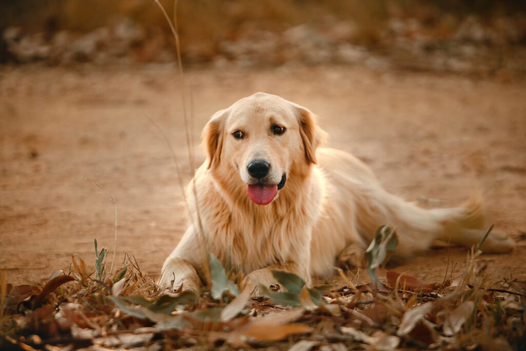 serie tv con cani protagonisti