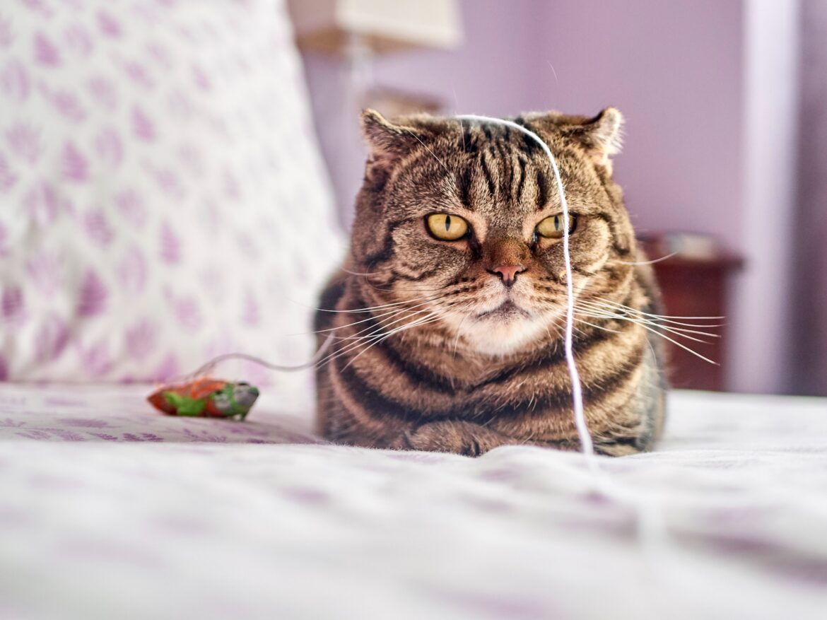 gatto europeo con filo di un gioco in testa