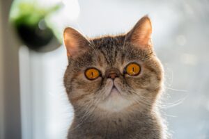 exotic shorthair gatto