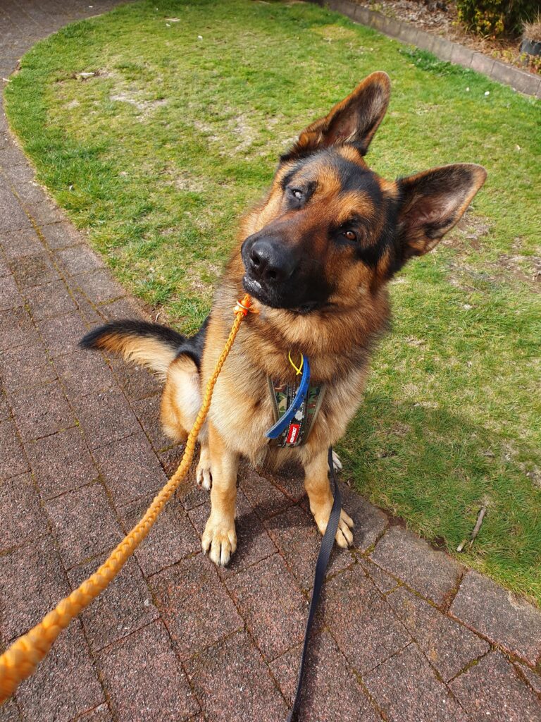 serie tv con cani protagonisti