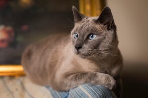 gatto siamese