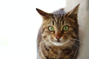 gatto soriano