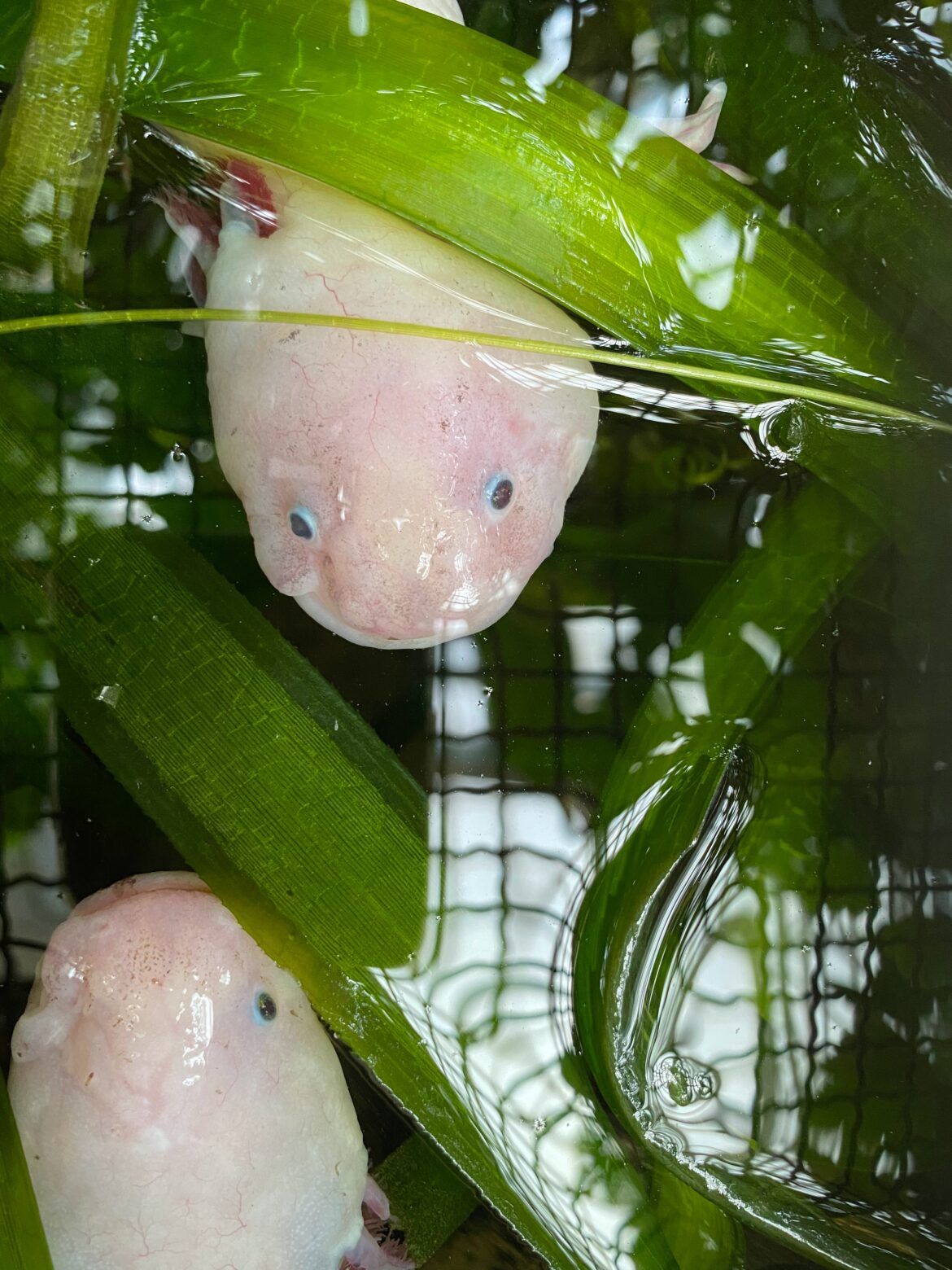 come allestire un acquario per axolotl