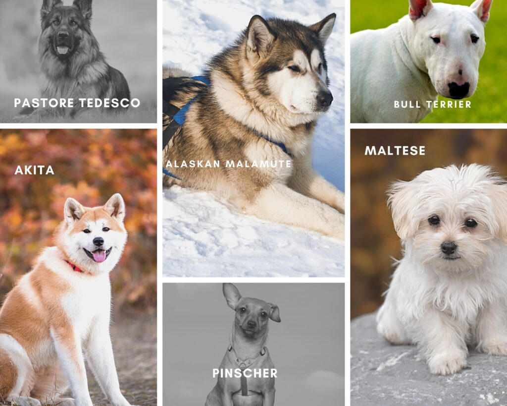 test DNA sui cani