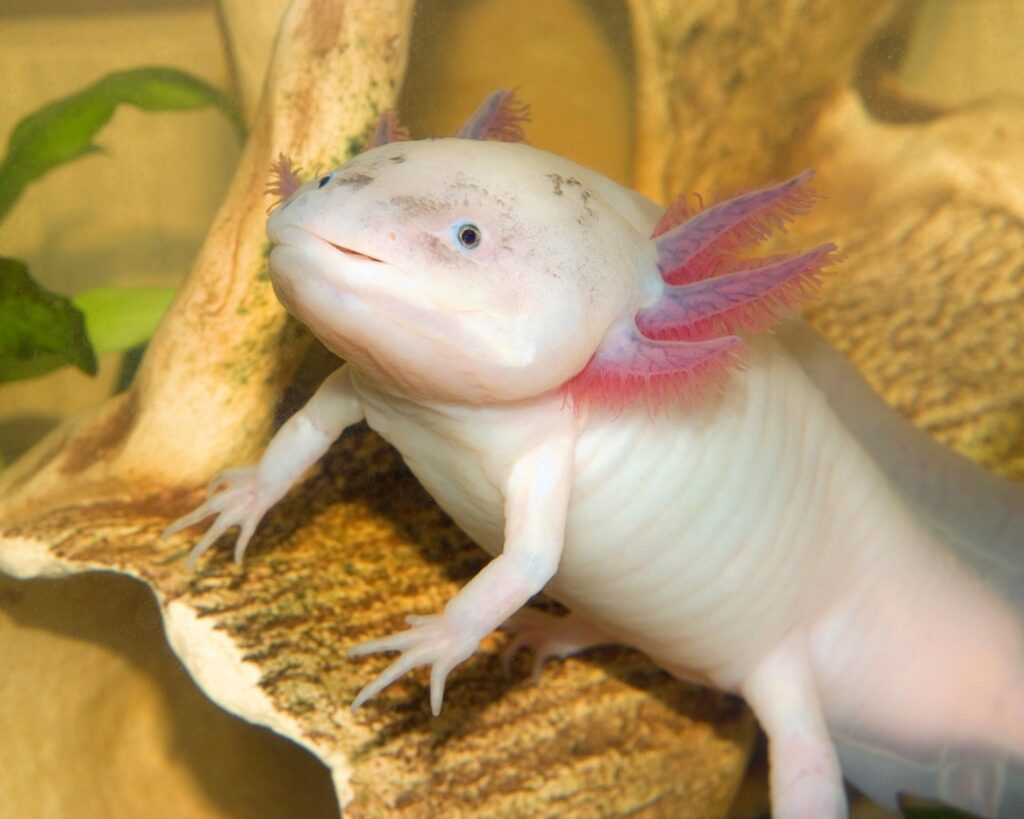 come allestire un acquario per axolotl