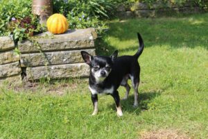 cane piccolo nero che gioca