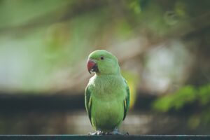 pappagallo verde
