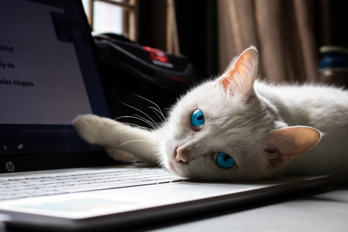 pet tracker