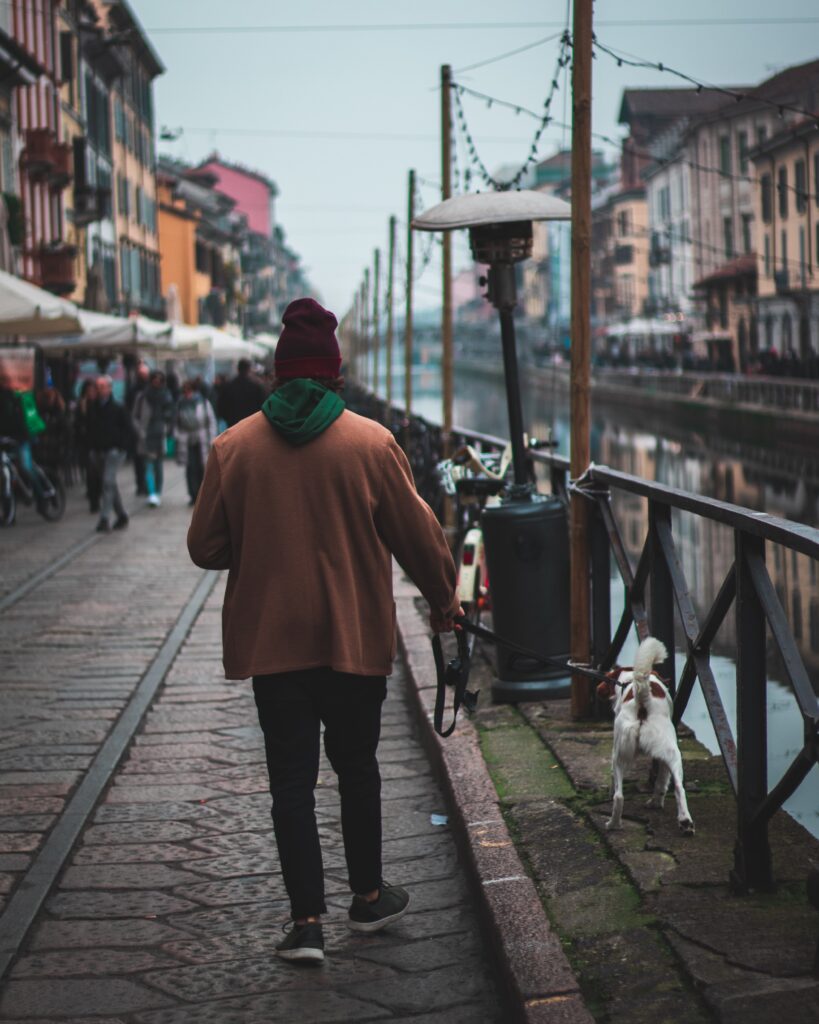 cani e gatti cosa dice la legge a Milanogli