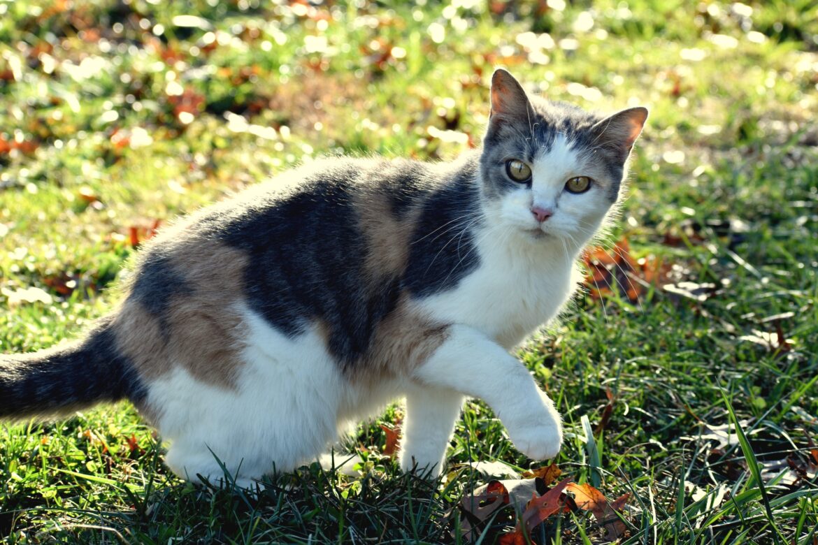 5 modi di dire con la parola cat