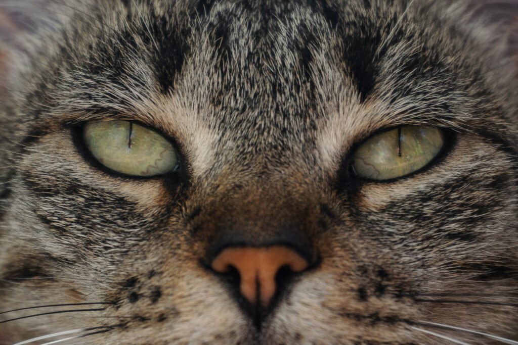 5 modi di dire con la parola cat