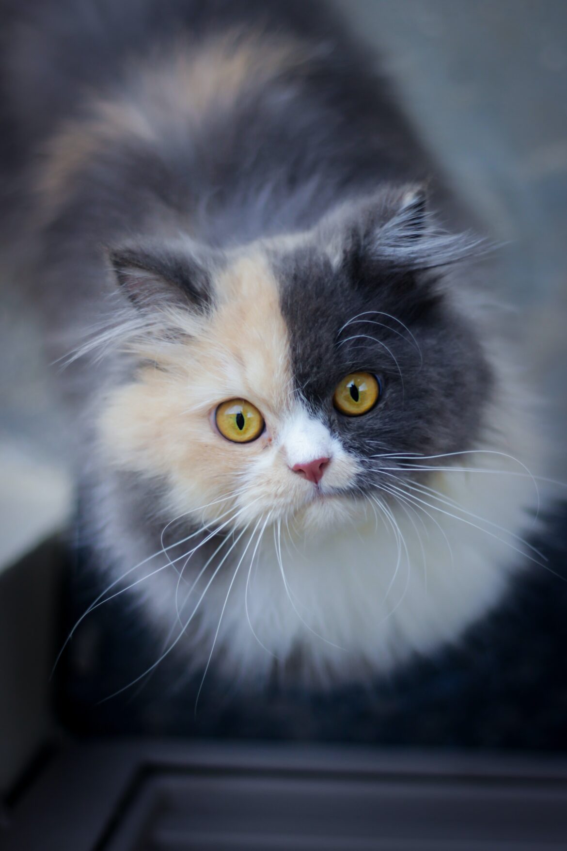 gattino bianco e nero