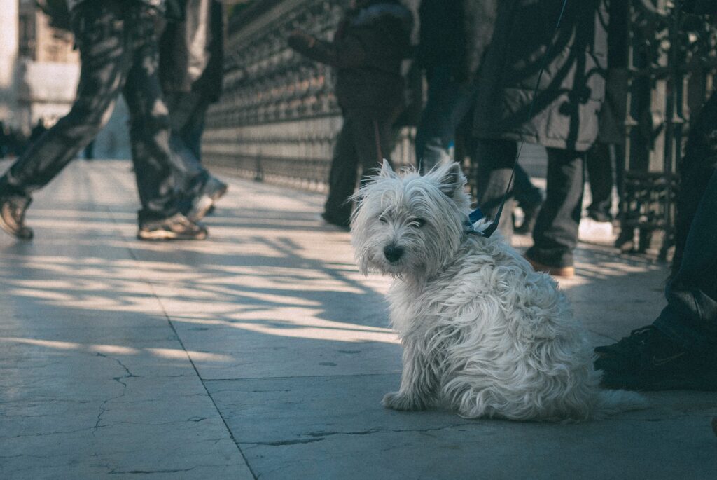 cane a Roma cosa dice la legge