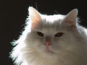 muso gatto bianco