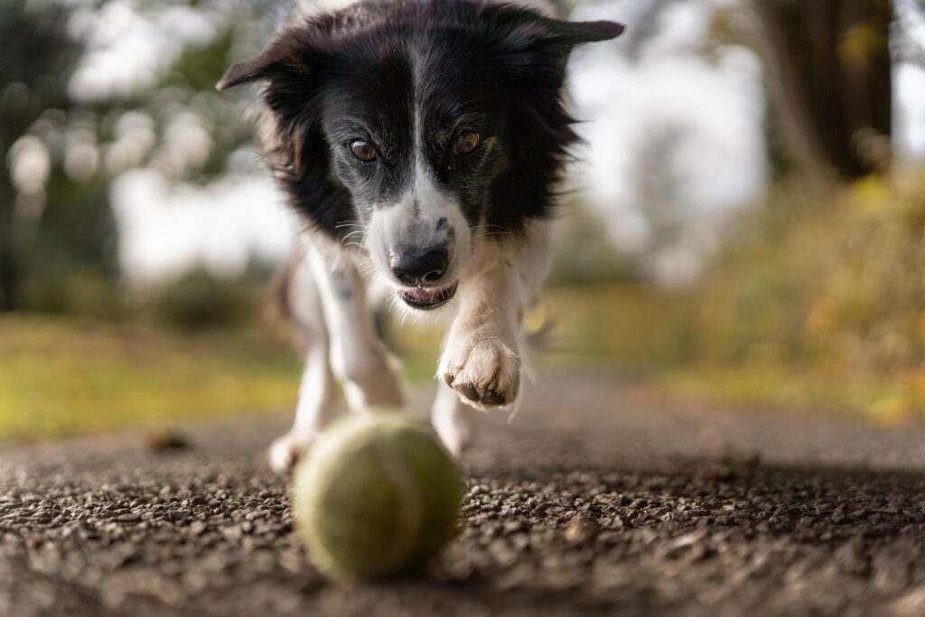 cani e gatti cosa dice la legge a Piacenza
