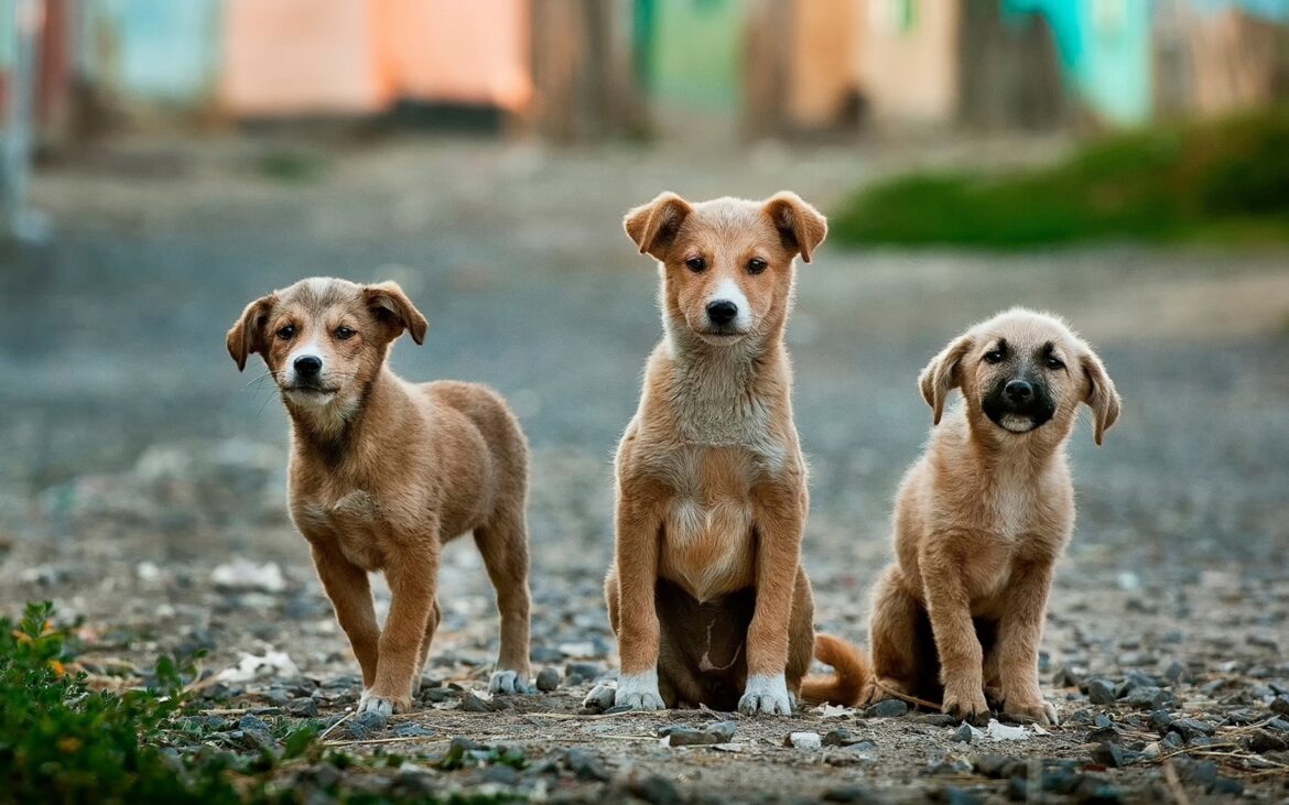 cani e gatti cosa dice la legge a Palermo