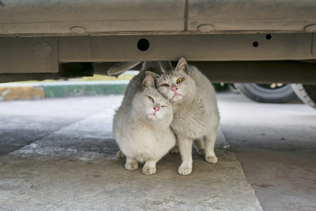 cani e gatti cosa dice la legge a Piacenza