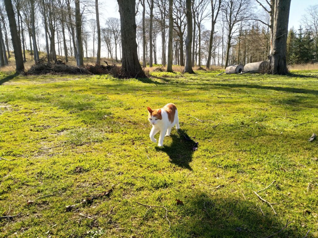 cani e gatti a Torino cosa dice la legge