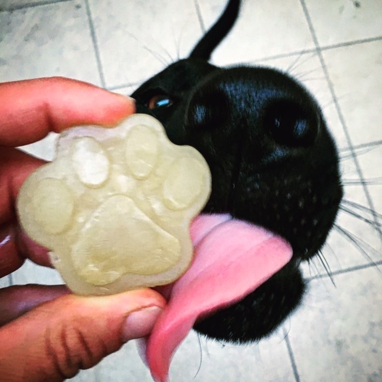 gelaterie per cani Milano
