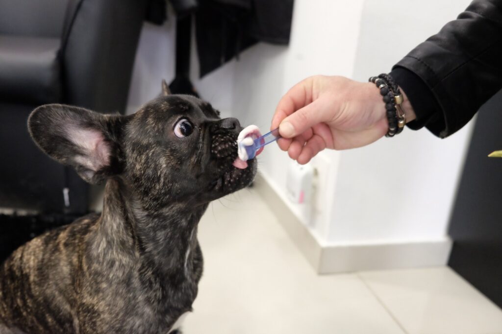 gelateria per cani Milano