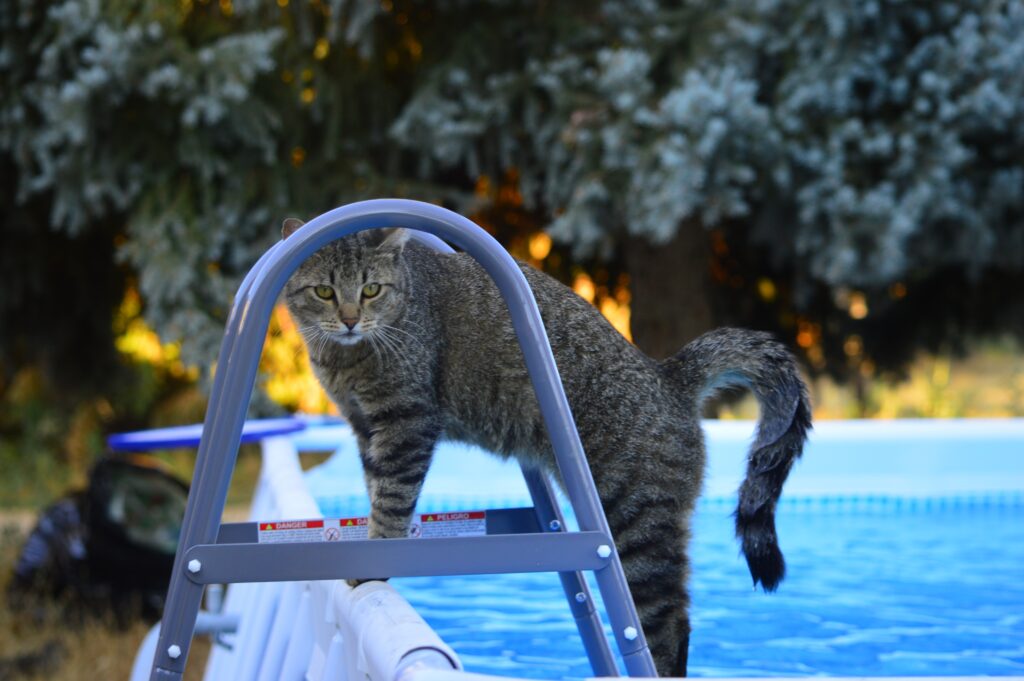 vacanze pet friendly