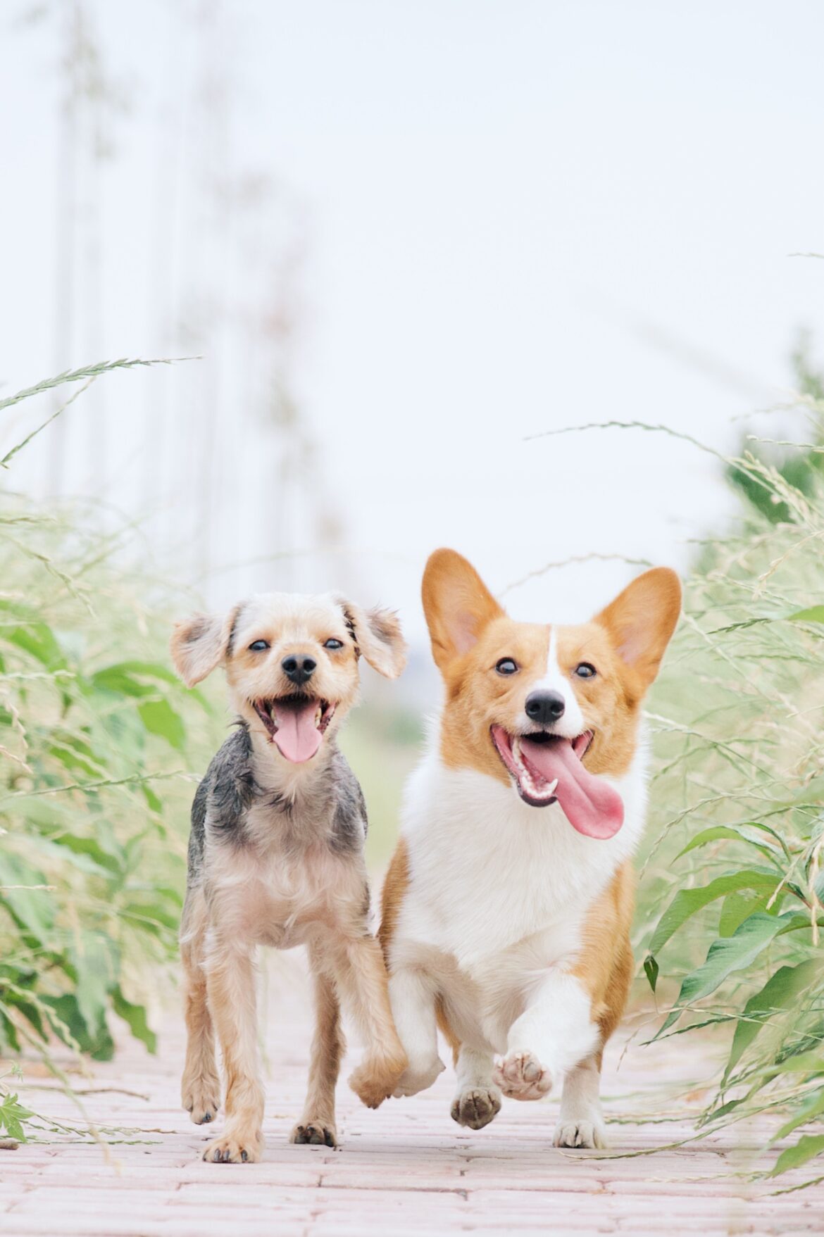vacanze pet friendly