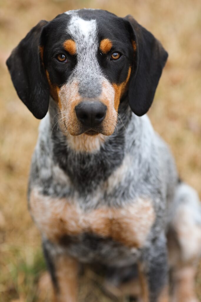 cane da caccia bracco