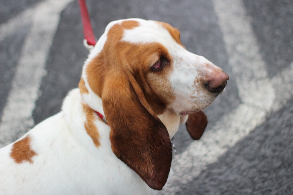 bracco al guinzaglio cane da caccia