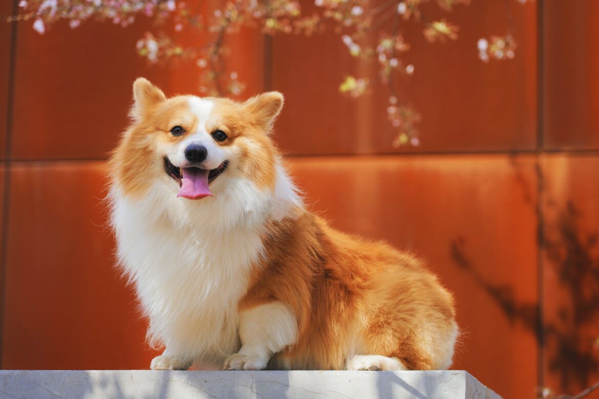 la regina Elisabetta e i suoi corgi