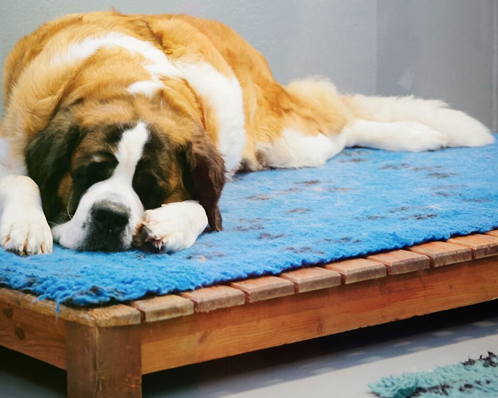 app vendita usato animali domestici