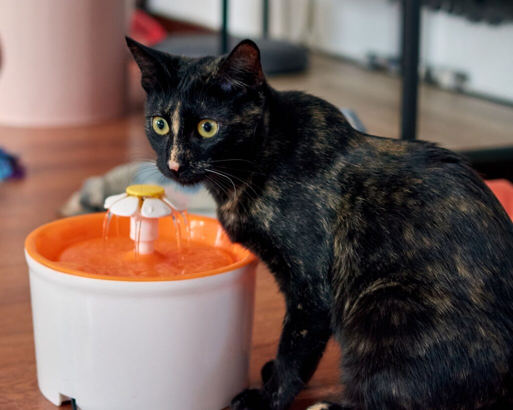 app vendita usato animali domestici