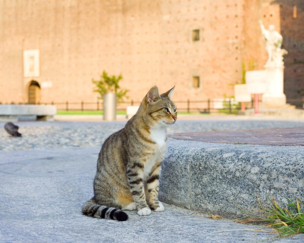 cani e gatti cosa dice la legge a Milano