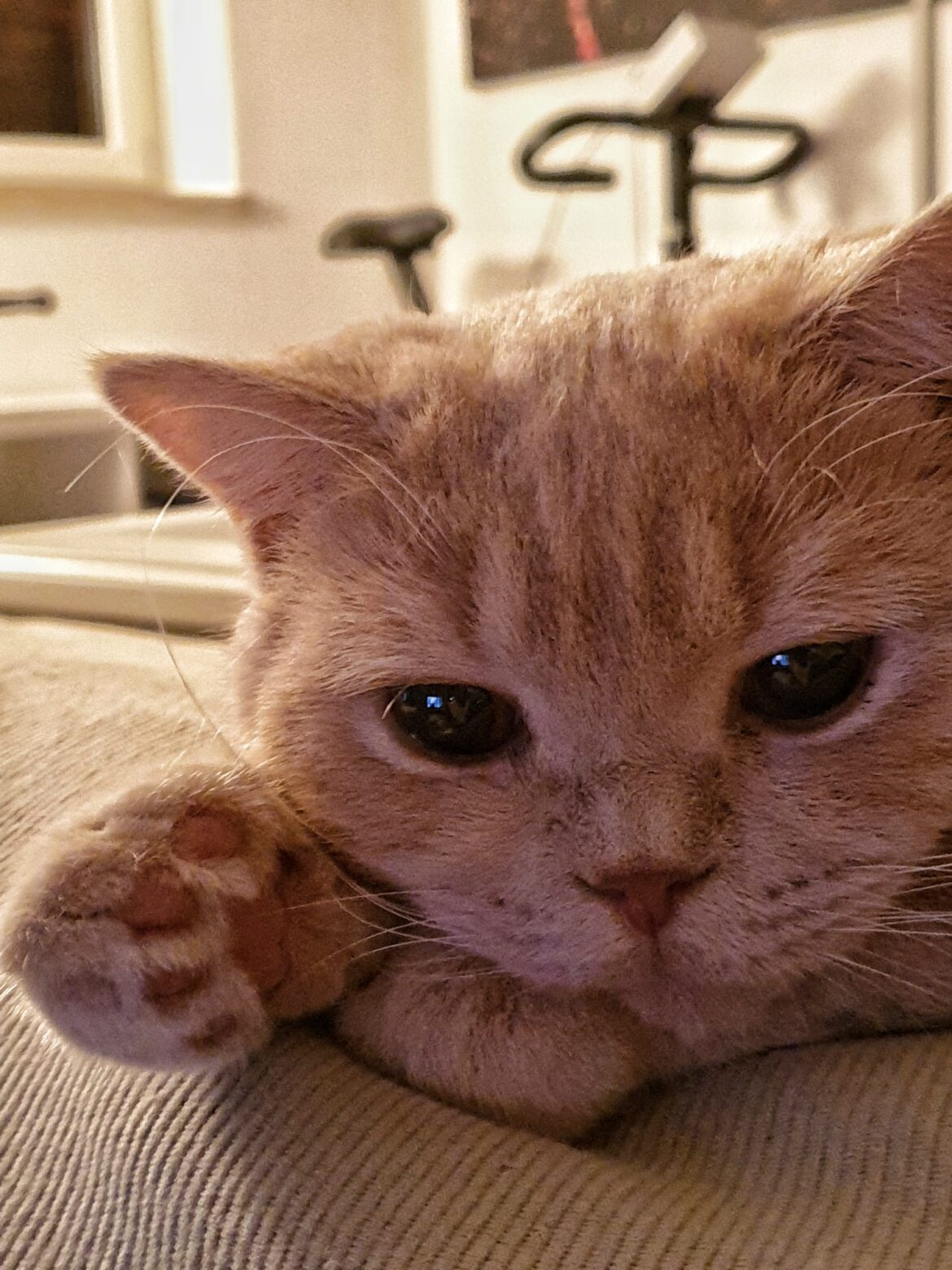 dove portare il gatto a MIlano