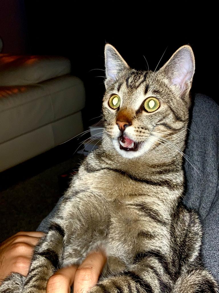 dove portare il gatto a Milano