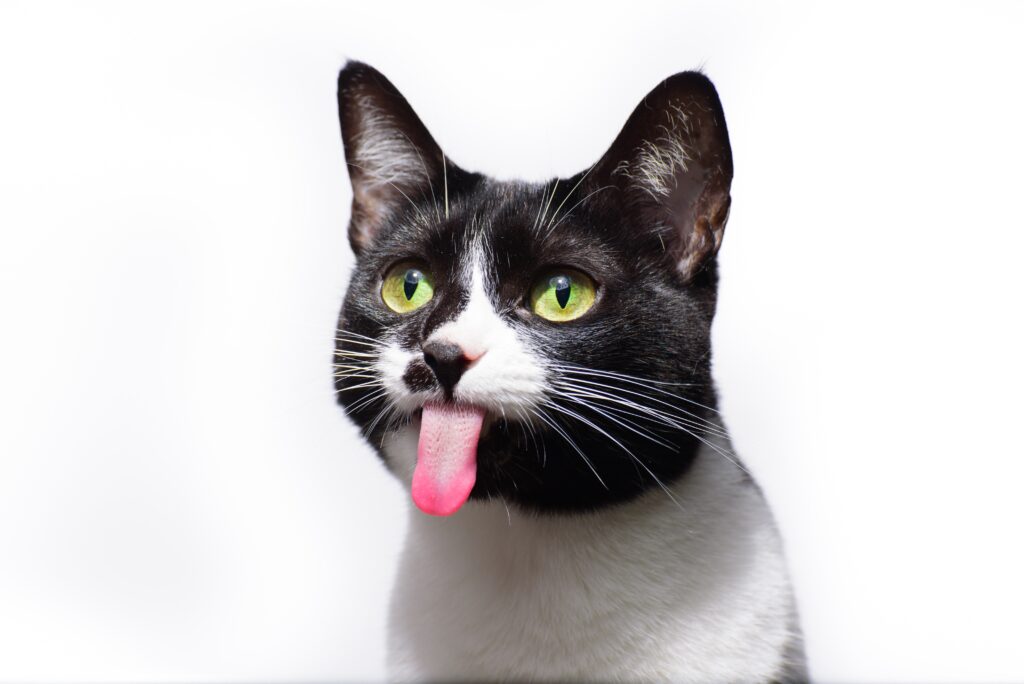 cani e gatti cosa dice la legge a Palermo