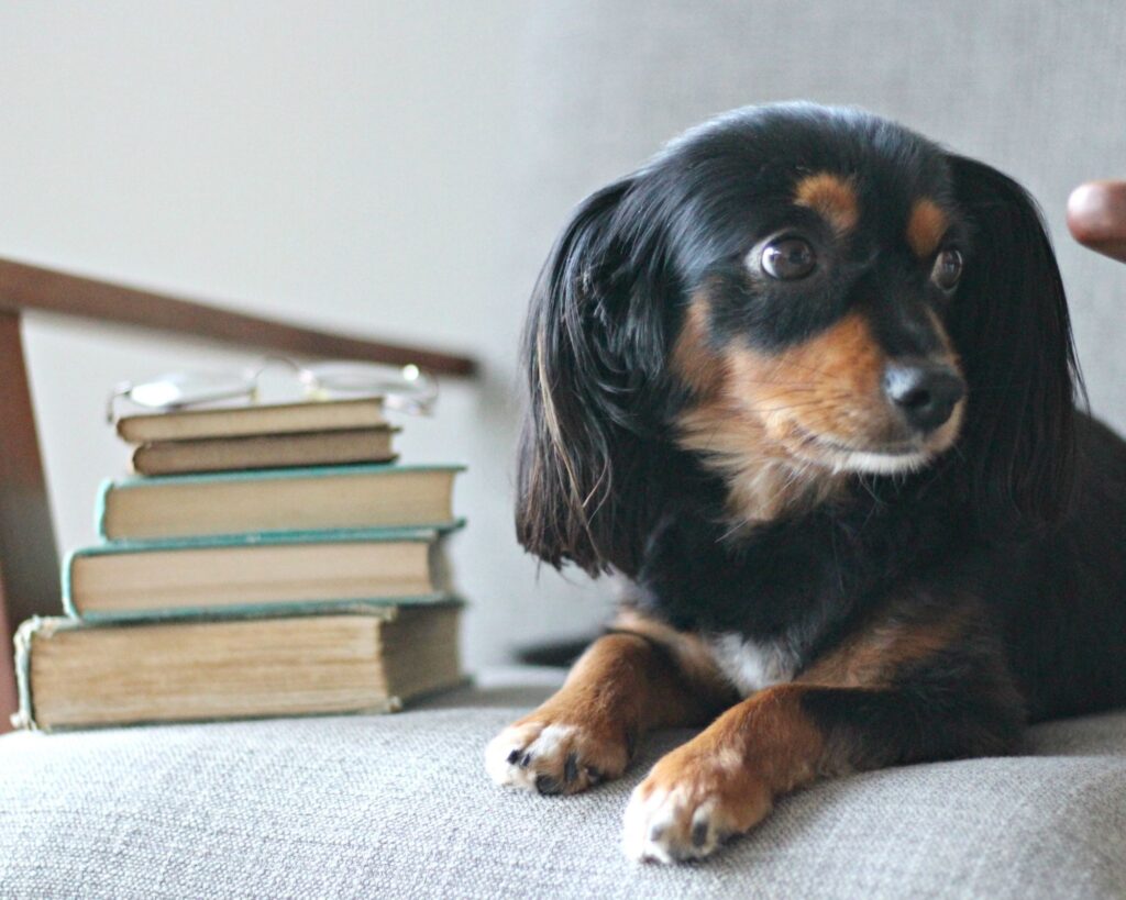 app vendita usato animali domestici