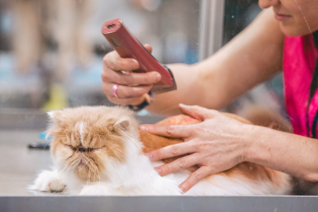 dove portare il gatto a Milano