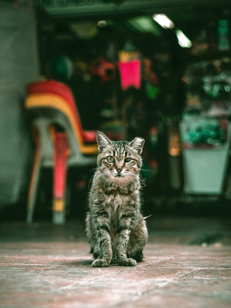 cani e gatti cosa dice la legge a Palermo