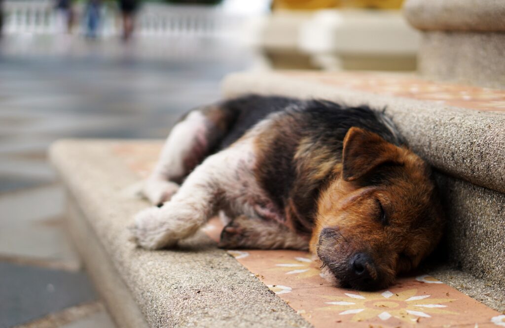 cani e gatti cosa dice la legge a Palermo