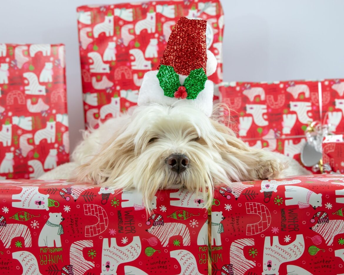 5 idee regalo per chi ama i cani